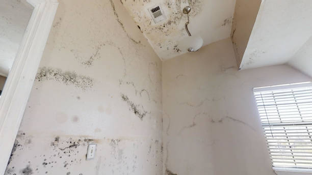 Dayton, NJ Mold Removal Company