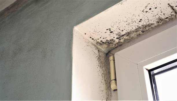 Best Residential Mold Inspection & Testing  in Dayton, NJ