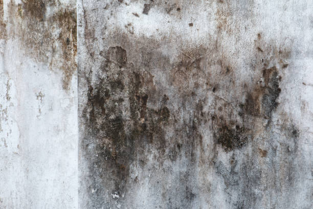 Best Emergency Mold Remediation  in Dayton, NJ