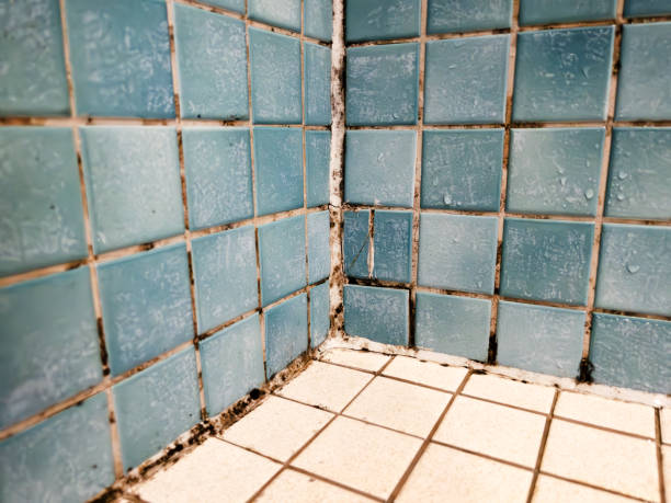 Best Industrial Mold Remediation  in Dayton, NJ