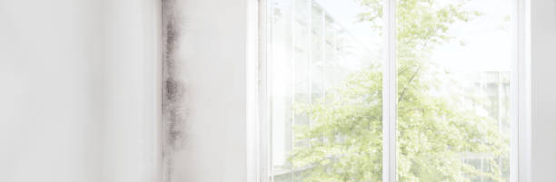 Best Post-Construction Mold Inspection  in Dayton, NJ