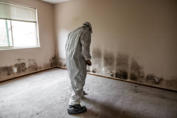 Best Mold Odor Removal Services  in Dayton, NJ