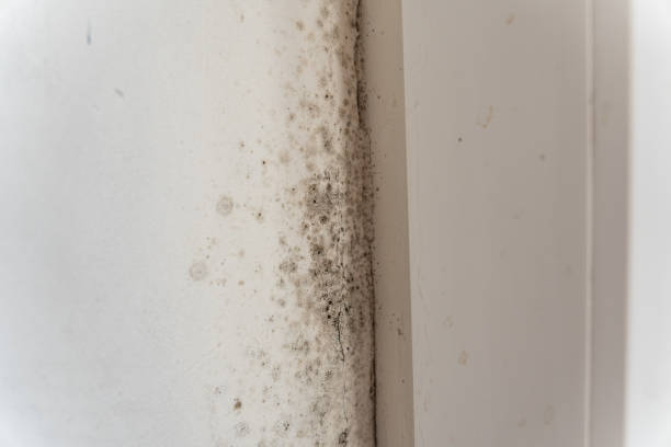 Best Mold Removal for HVAC Installations  in Dayton, NJ