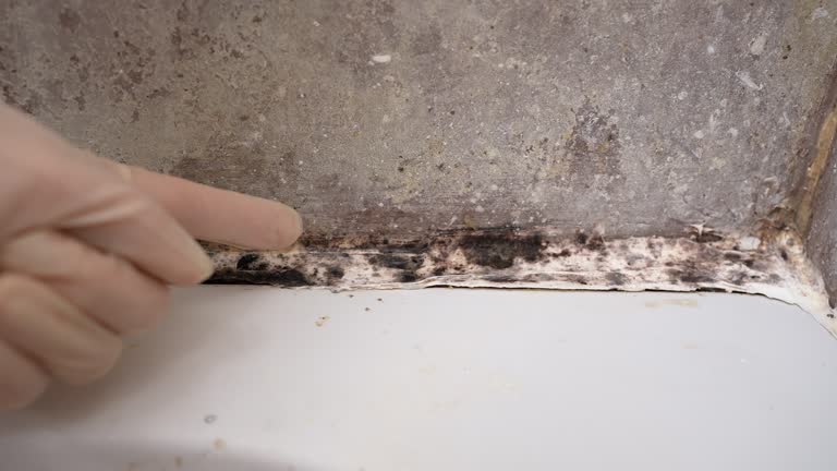 Best Black Mold Removal  in Dayton, NJ